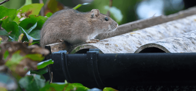 Fall Weather Sends Rats Looking For Leafy Shelter Fall Weather Sends Rats Looking For Leafy Shelter