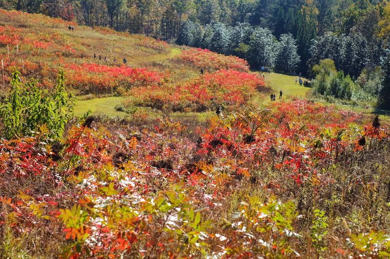 Fall Wildflowers Fill The Meadow With Late Season Color Fall Wildflowers Fill The Meadow With Late Season Color