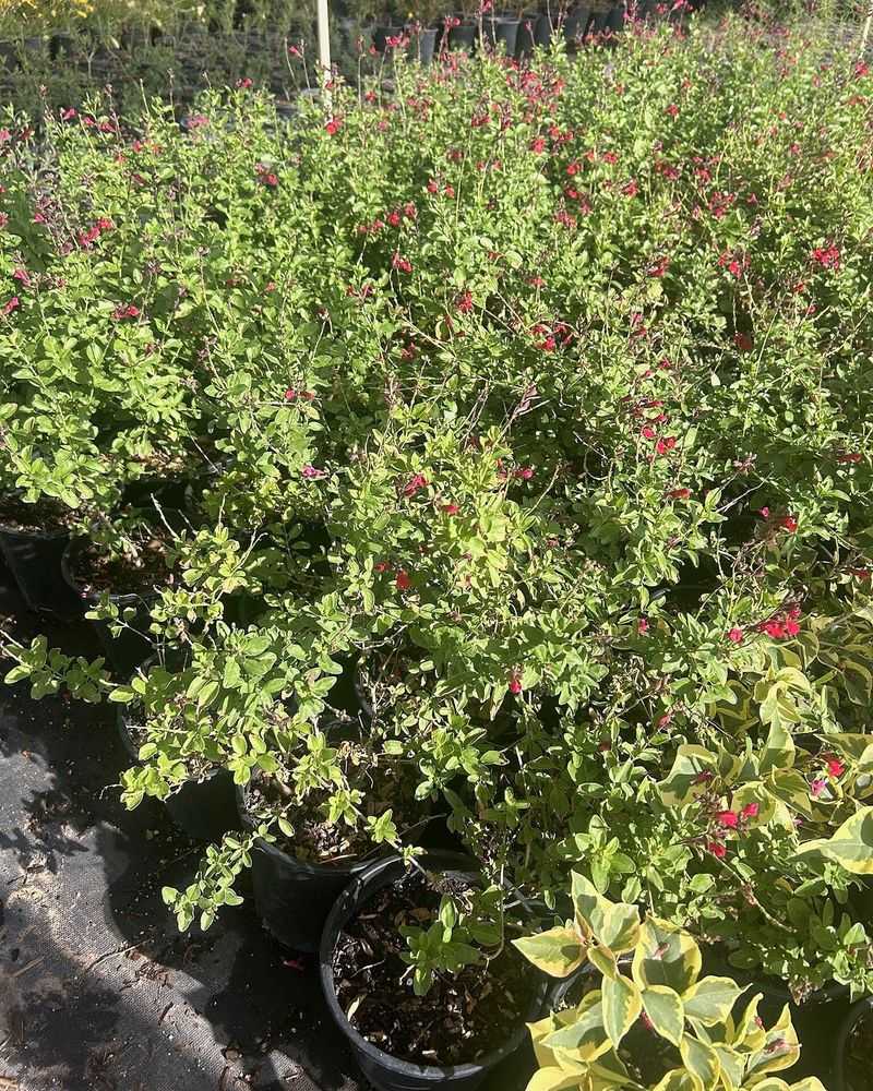 Fall can offer a useful planting window in the low desert