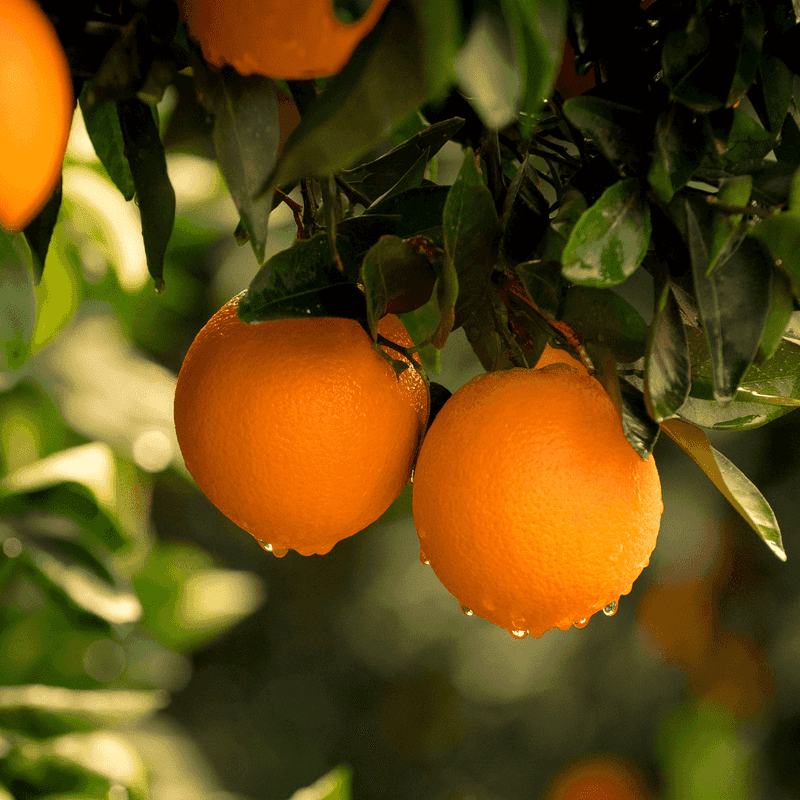 Fall care cannot reverse spring fruit drop