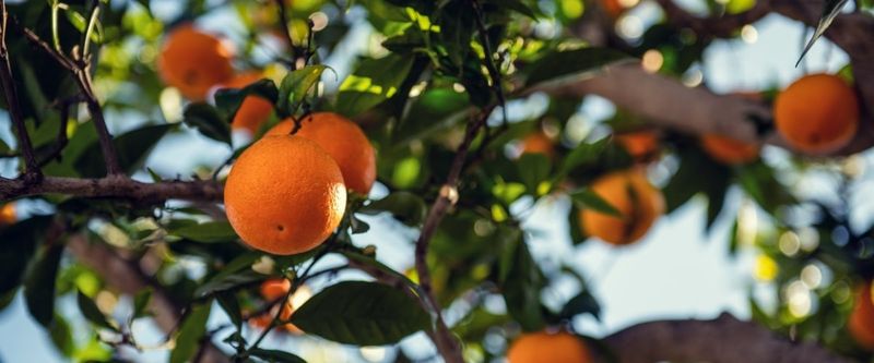 Fall fertilizer timing depends on the kind of citrus