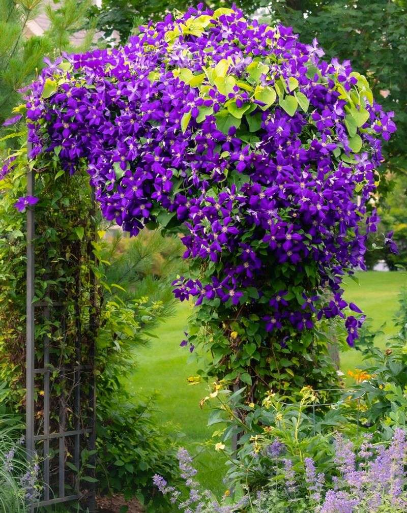 Fall is not a universal clematis pruning window Fall is not a universal clematis pruning window