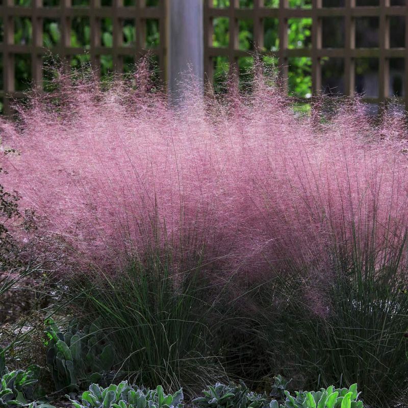 Fall is when pink muhly earns its space Fall is when pink muhly earns its space