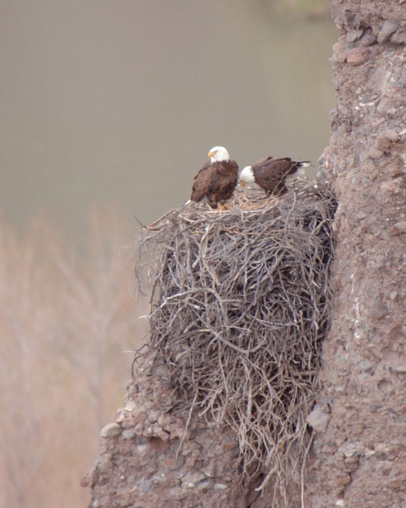 Fall nest work comes before winter egg laying