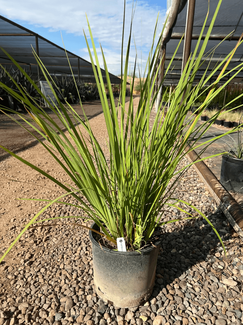 Fall planting is plausible, but not proven best for this iris Fall planting is plausible, but not proven best for this iris