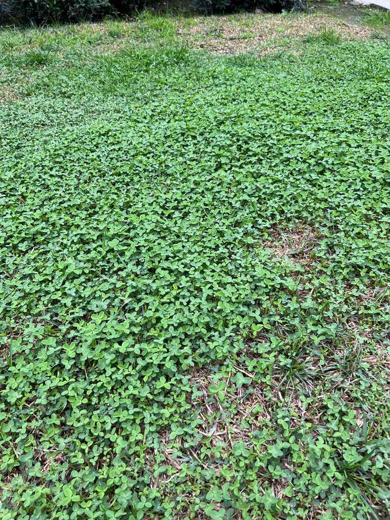 Fall rains can bring a winter annual into view