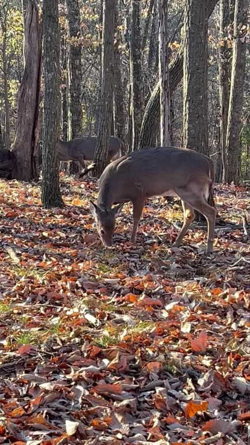 Fallen Acorns Bring Deer Under Oak Trees