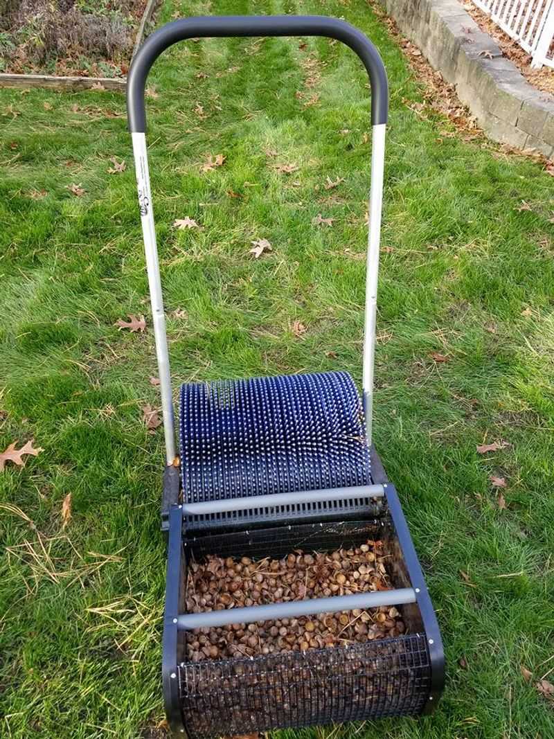 Fallen Acorns Need A Little Cleanup Plan