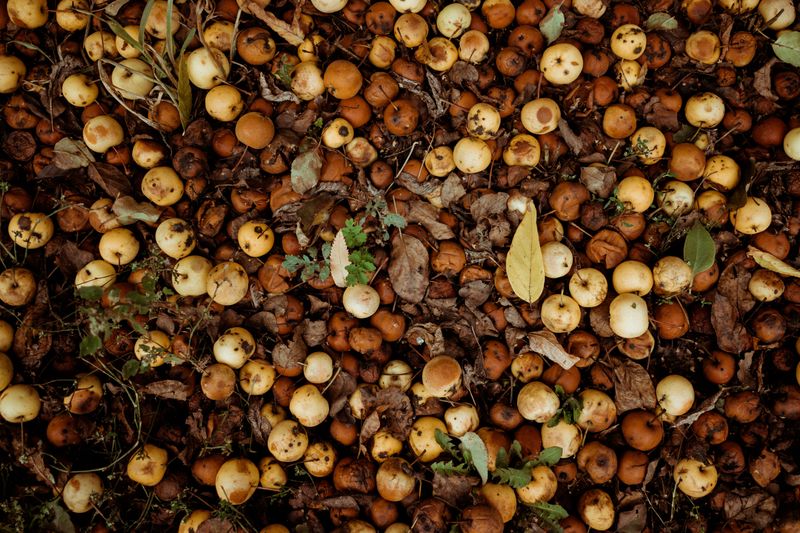 Fallen And Rotting Fruit Fallen And Rotting Fruit