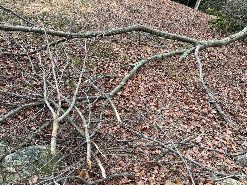 Fallen Branches Drying Under Trees