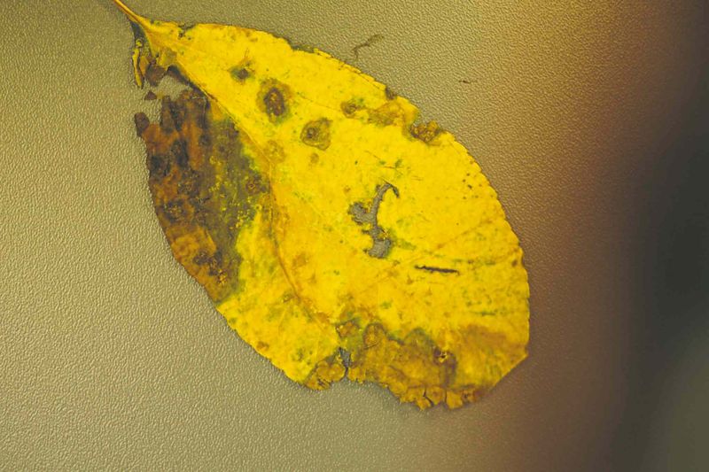 Fallen Foliage Holds Far More Spores Than Mulch Does