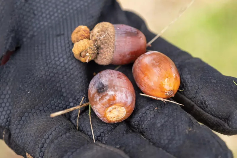 Fallen Fruit And Acorns Pull Them Close