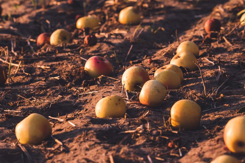 Fallen Fruit And Nuts On The Ground