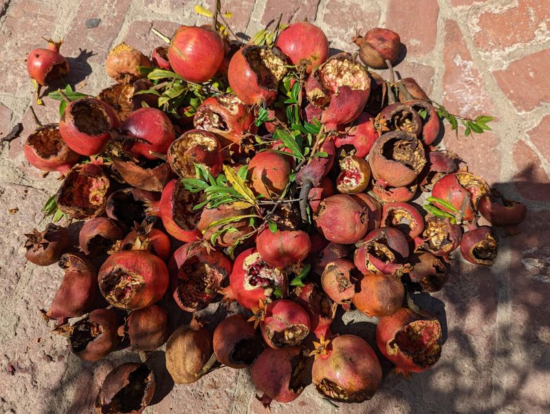 Fallen Fruit Attracts Their Favorite Meals