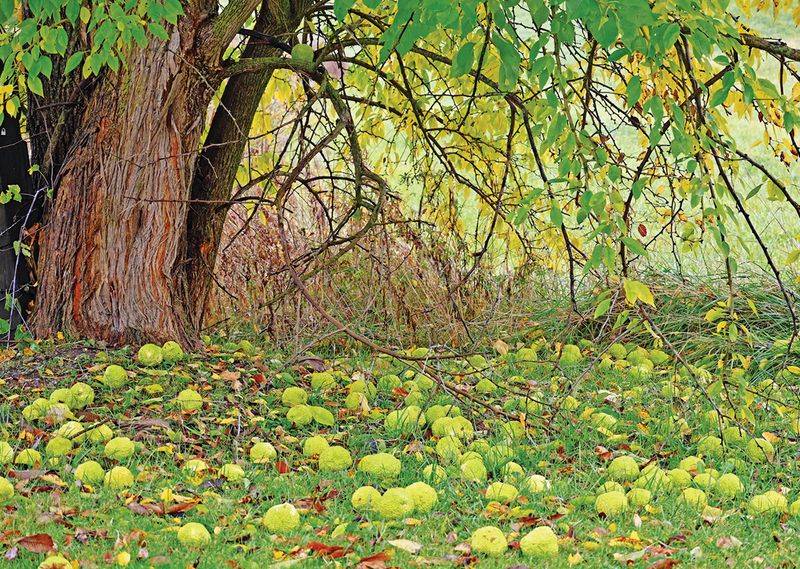 Fallen Fruit Is The Easiest Giveaway Fallen Fruit Is The Easiest Giveaway