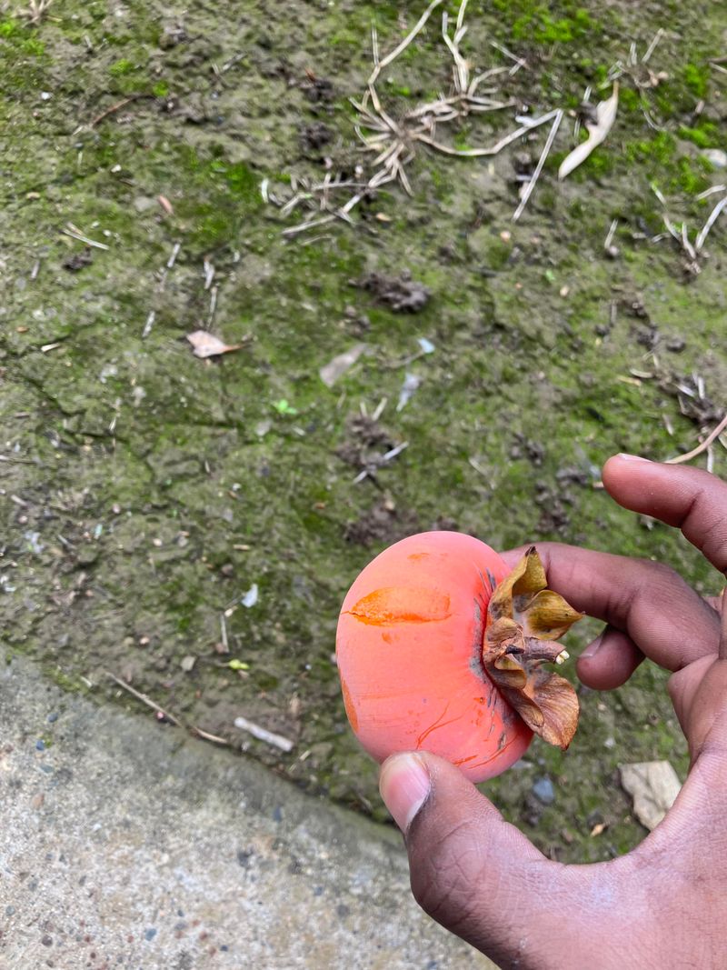 Fallen Fruit Offers Easy Calories