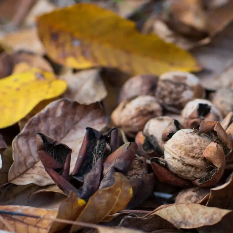 Fallen Leaves And Hulls Add More Juglone