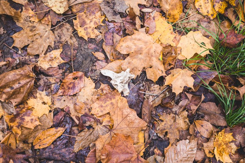 Fallen Leaves Feed The Soil For Free