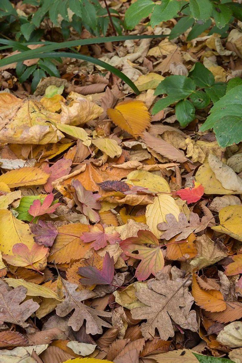Fallen Leaves Give Slugs Cozy Hideouts Fallen Leaves Give Slugs Cozy Hideouts