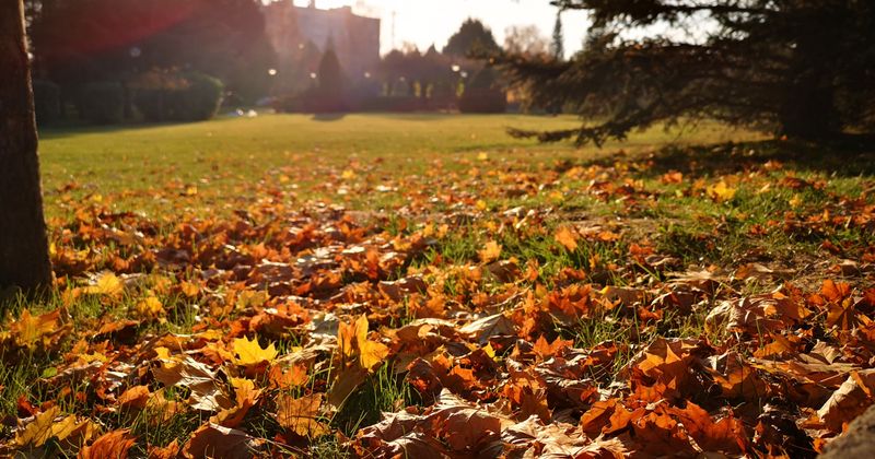 Fallen Leaves Give Your Soil A Slow, Steady Boost Fallen Leaves Give Your Soil A Slow, Steady Boost