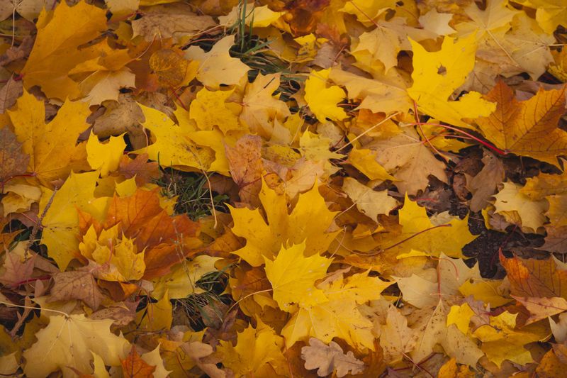 Fallen Leaves Hold The Key To Control