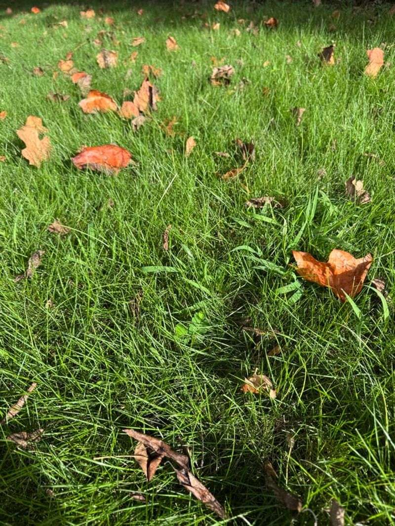 Fallen Leaves Join The Party In North Carolina Yards Fallen Leaves Join The Party In North Carolina Yards