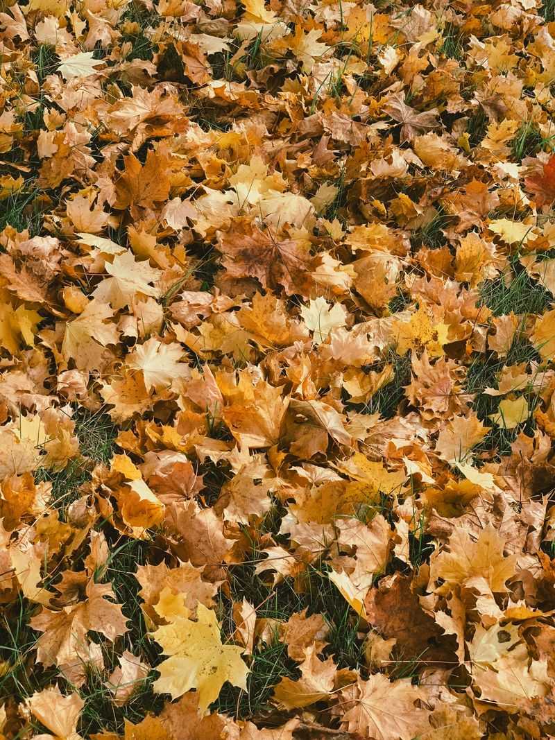 Fallen Leaves Need Your Attention Before Snow Arrives