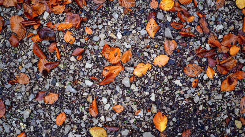 Fallen Leaves On Gravel Can Invite Weeds Back Fallen Leaves On Gravel Can Invite Weeds Back