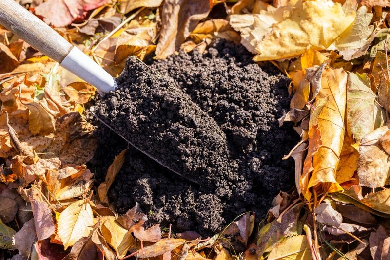 Fallen Leaves Recycle Nutrients Back Into The Soil
