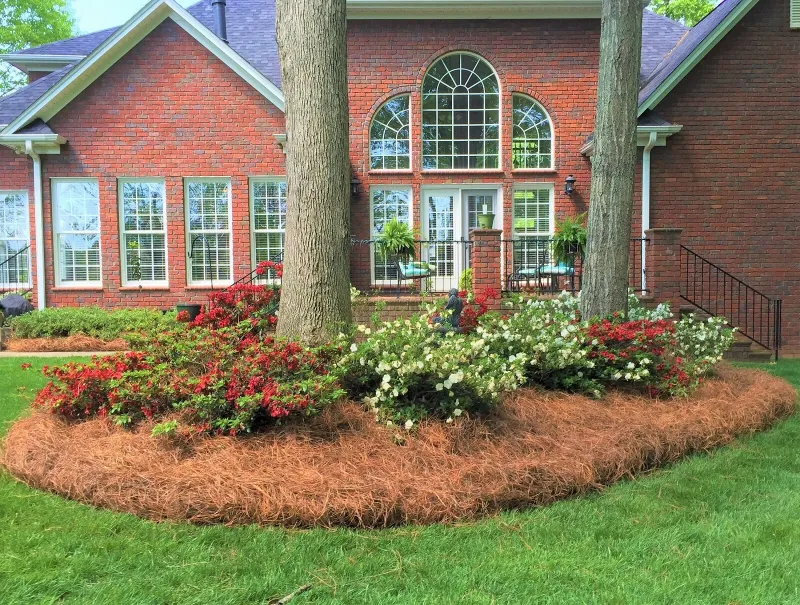 Fallen Needles Make Free Mulch For Your Beds Fallen Needles Make Free Mulch For Your Beds