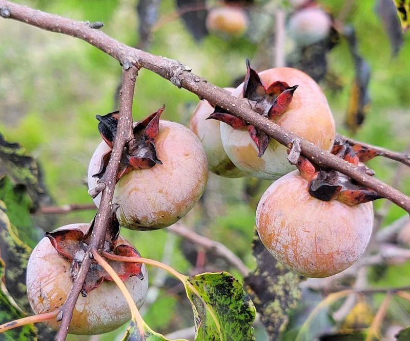 Fallen Persimmons Become A Feast For Raccoons And Opossums