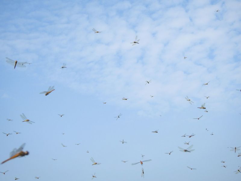 Falling Air Pressure Behind The Feeding Frenzy