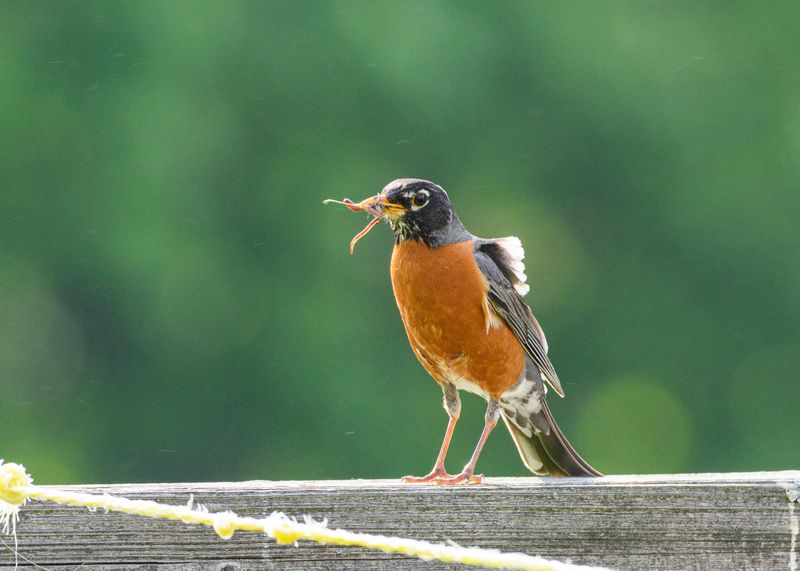 Falling Air Pressure Can Trigger A Feeding Rush Falling Air Pressure Can Trigger A Feeding Rush