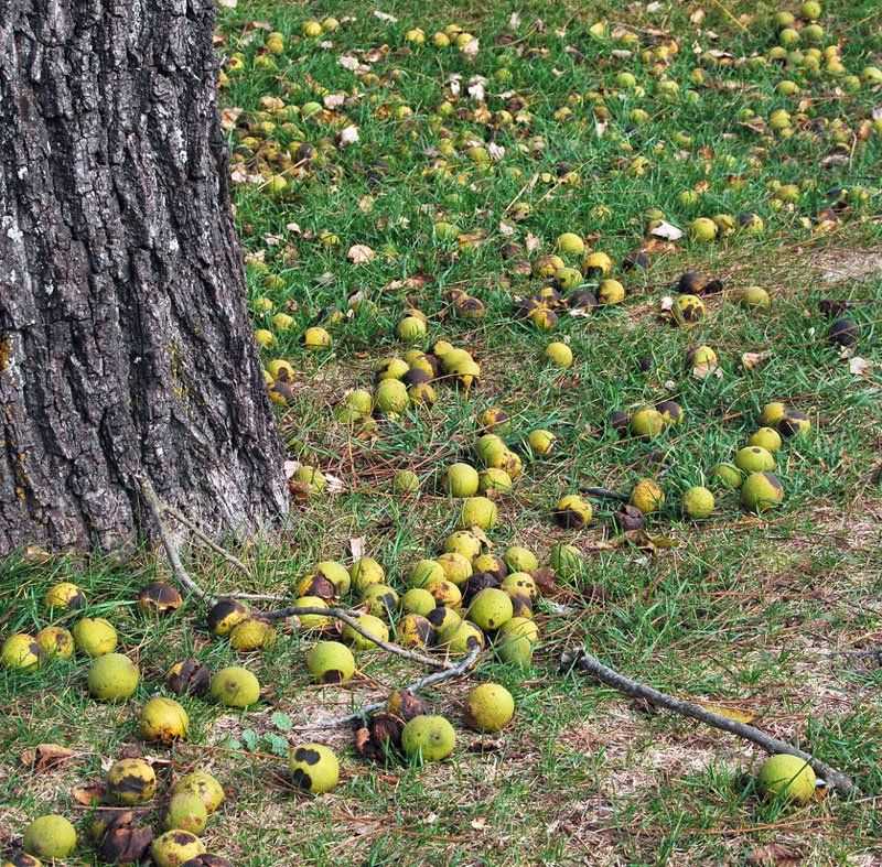 Falling Hulls And Leaves Add More Juglone Falling Hulls And Leaves Add More Juglone
