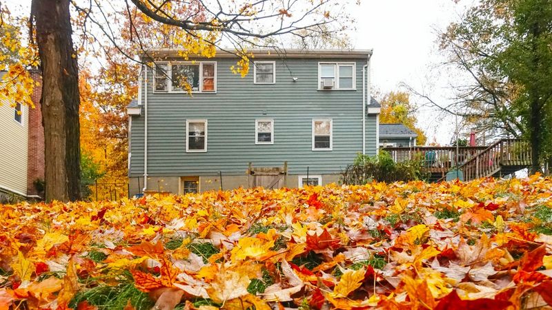 Falling Leaves Count As Natural Debris Falling Leaves Count As Natural Debris