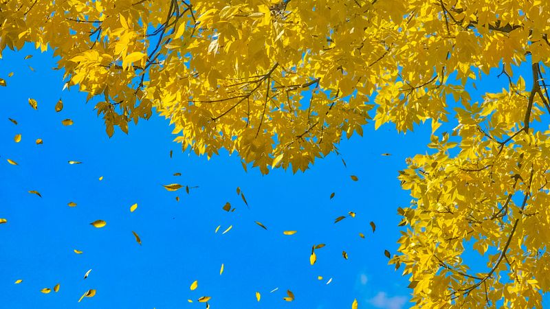Falling Leaves Reveal A Summer Secret Falling Leaves Reveal A Summer Secret