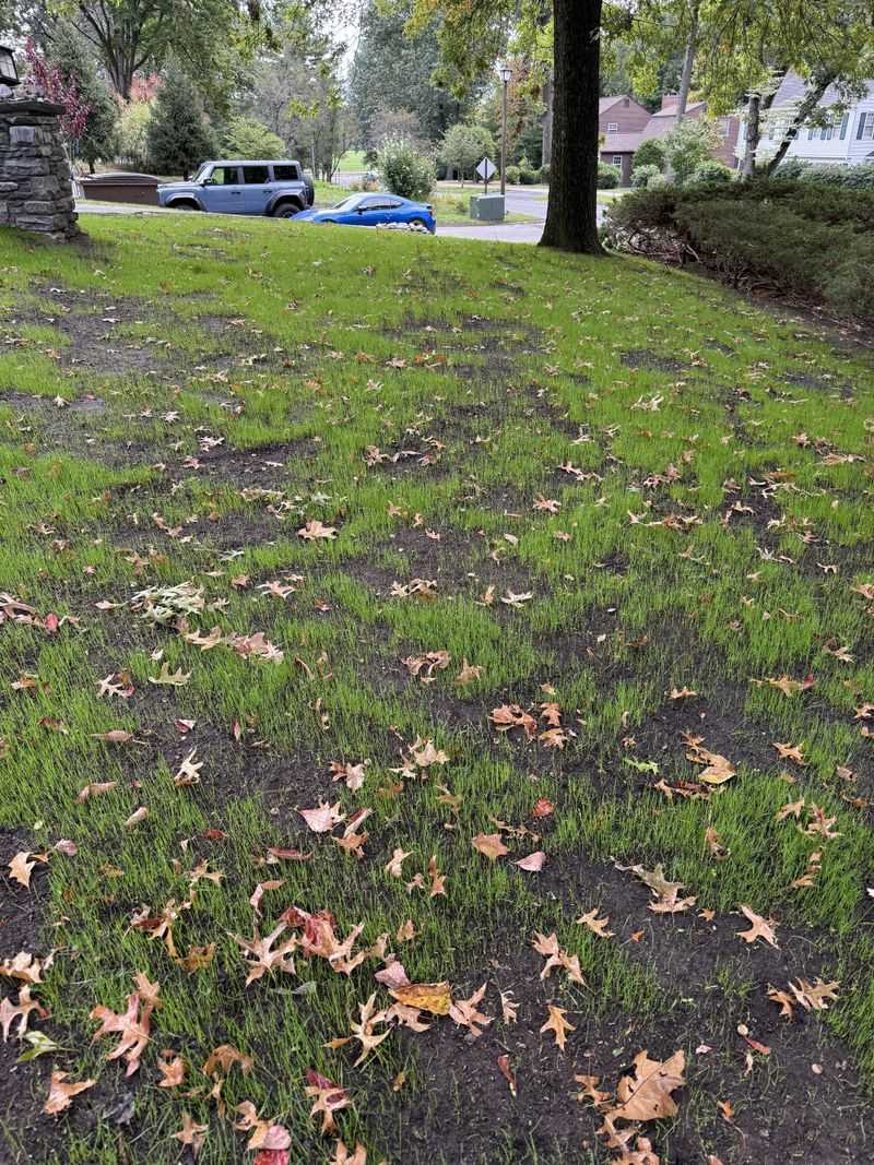 Falling Leaves Smother New Grass