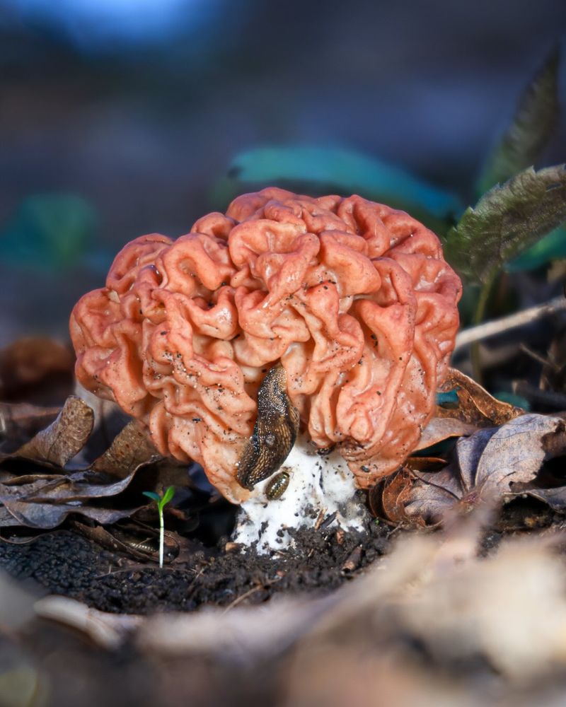 False Morel (Gyromitra Species) False Morel (Gyromitra Species)
