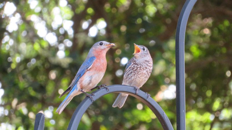 Family Groups Join Up After Breeding