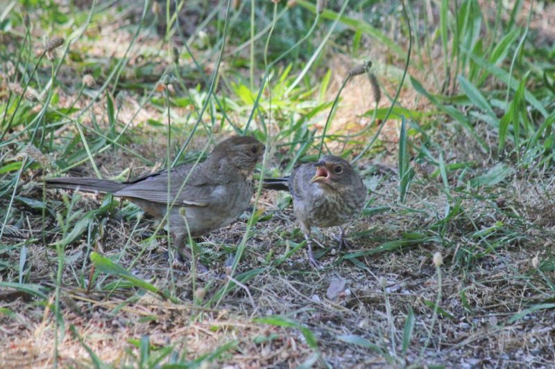 Family Groups Linger After Breeding Season Family Groups Linger After Breeding Season