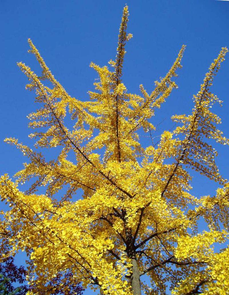 Fan-Shaped Leaves Turn Butter Yellow Before Falling