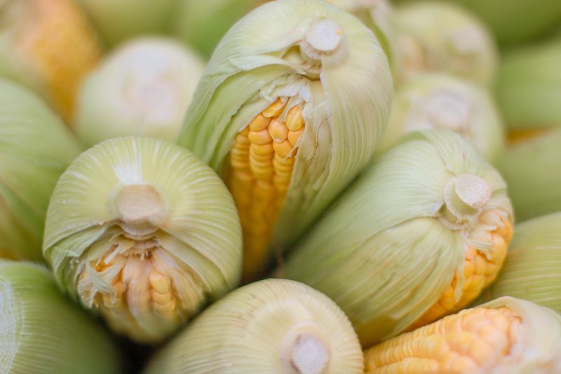 Farmers Saw Husks Like An Animal’s Winter Coat