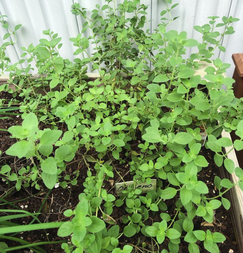 Fast-Draining Soil Comes First