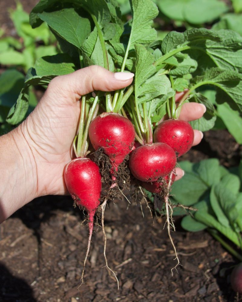 Fast-Growing Radishes Are An Option In Warmer Fall Gardens Fast-Growing Radishes Are An Option In Warmer Fall Gardens
