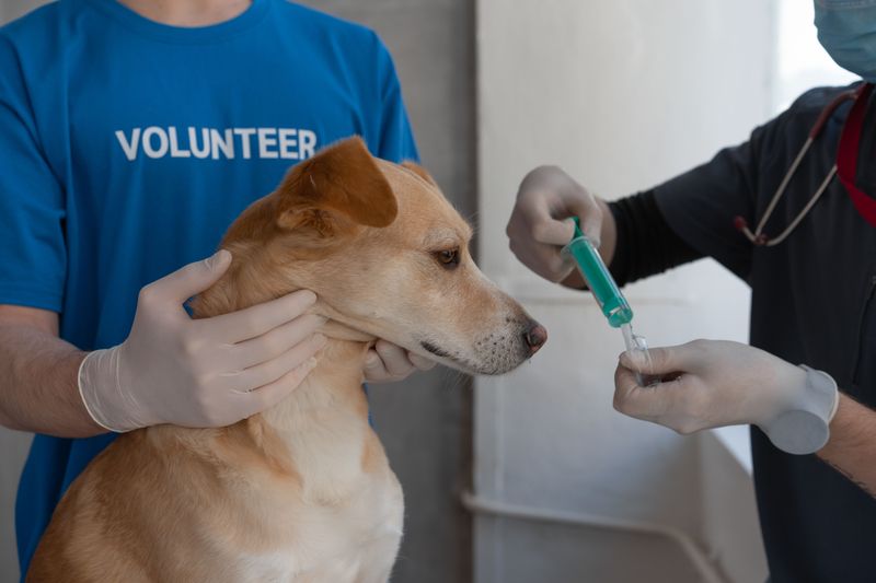 Fast Help From Your Vet