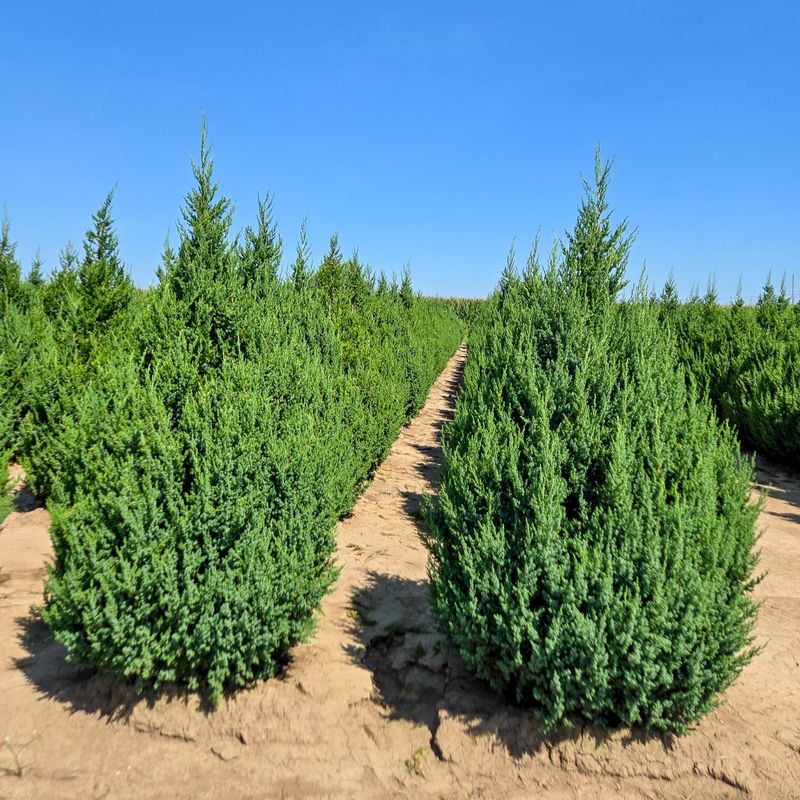 Faster Growth Than Common Arborvitae Faster Growth Than Common Arborvitae