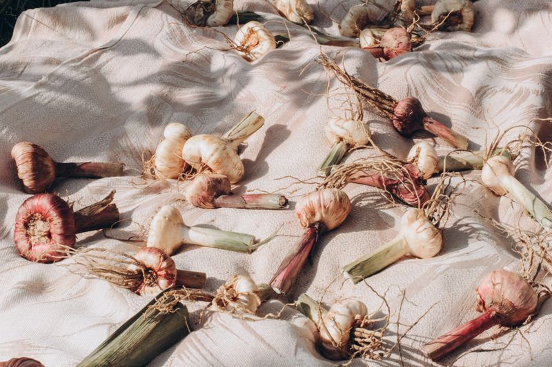 Fat Bulbs And Bonus Scapes By Early Summer Fat Bulbs And Bonus Scapes By Early Summer