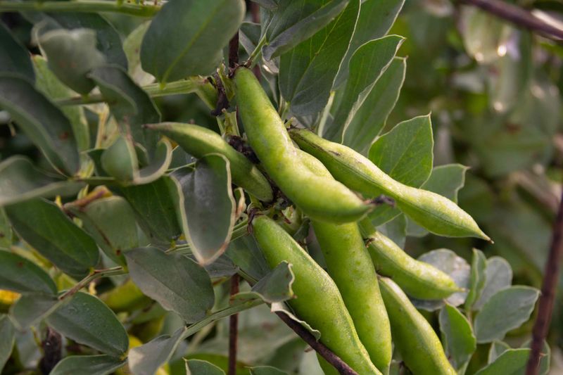 Fava Beans Add A Fun Twist To North Carolina Gardens Fava Beans Add A Fun Twist To North Carolina Gardens