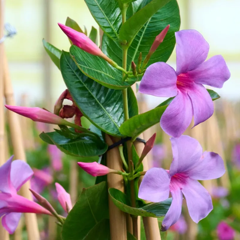 Favorite Plants On Its Menu