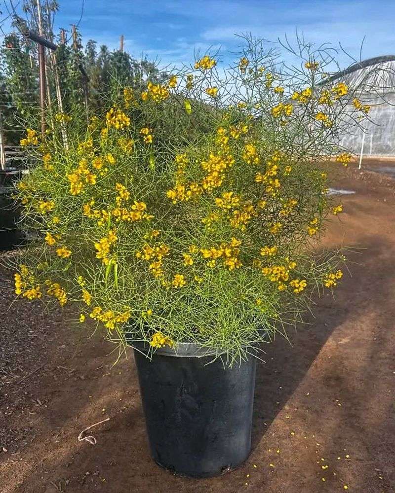 Feathery Cassia Feathery Cassia